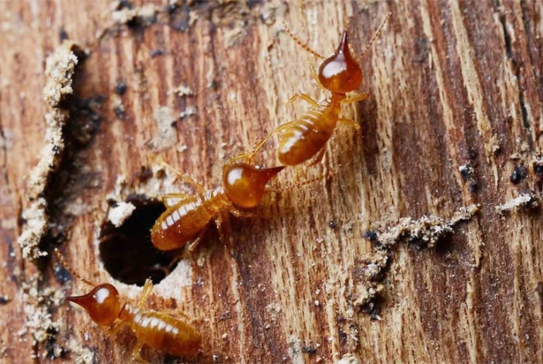 termite control