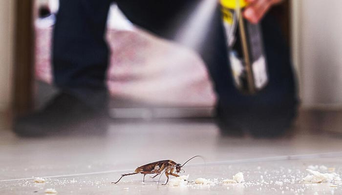 flea control