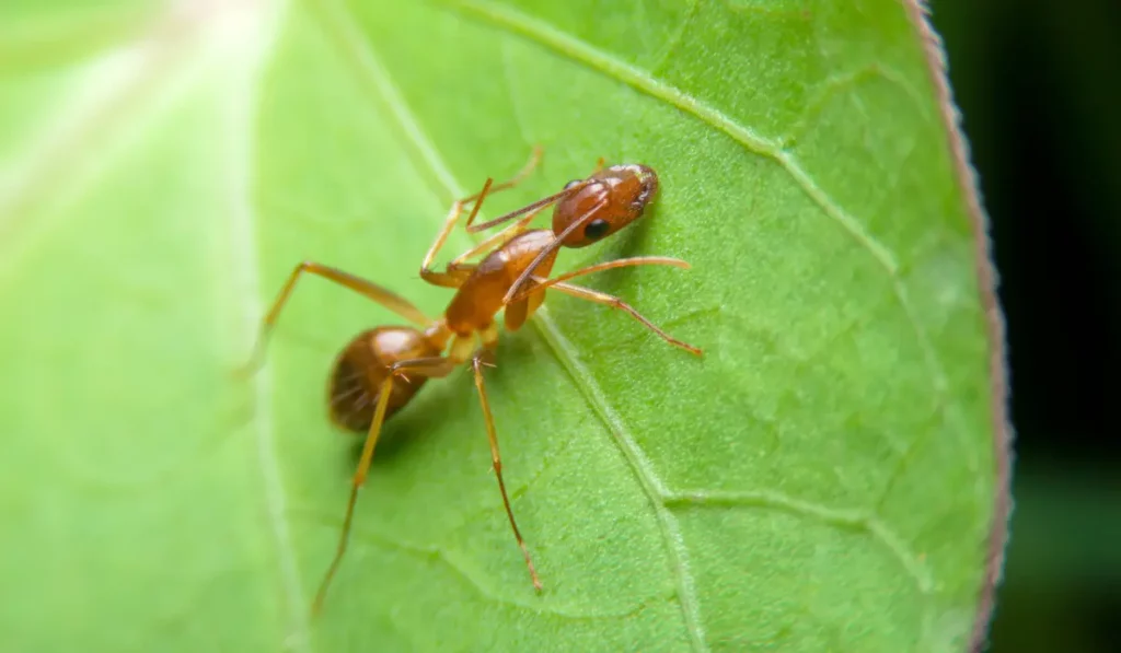 ant control sydney