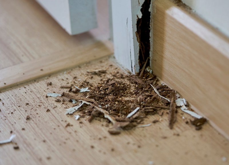 termite control Sydney