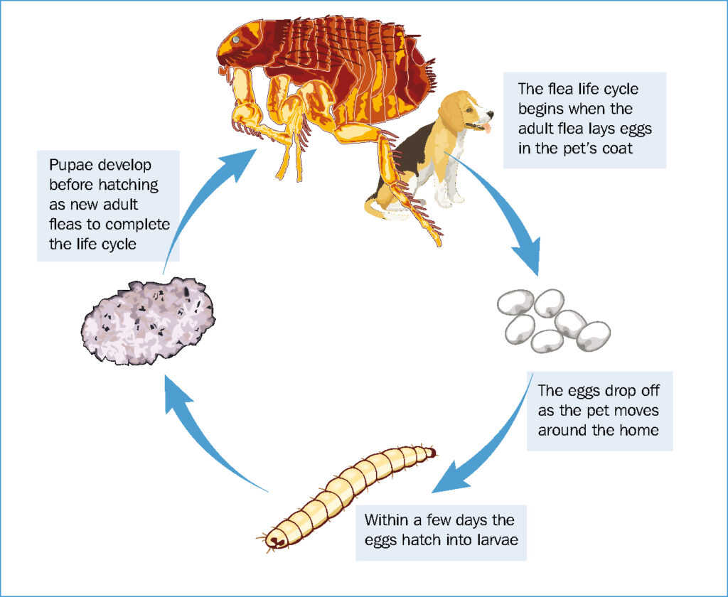infographic image