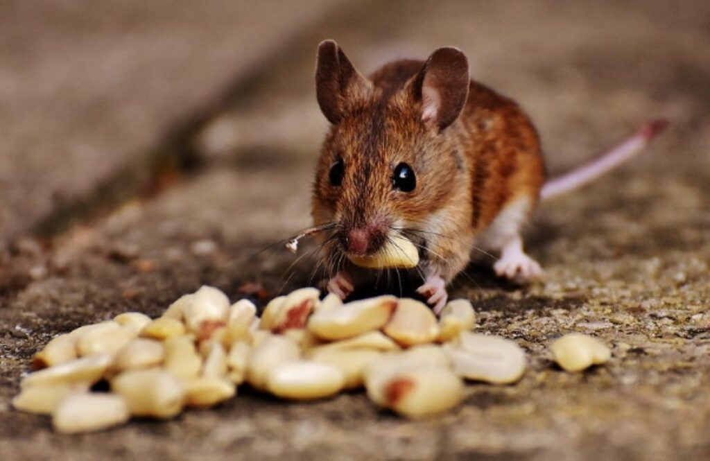 mouse control sydney