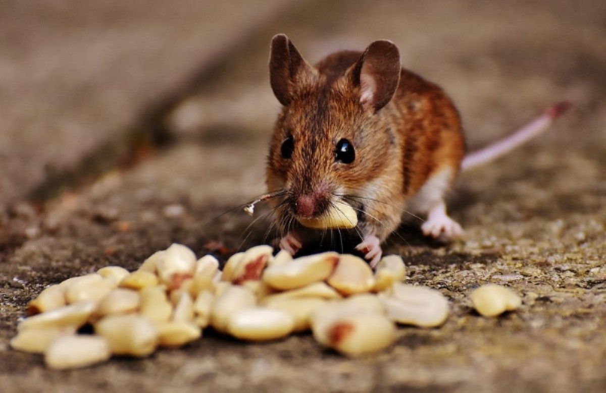 termite control