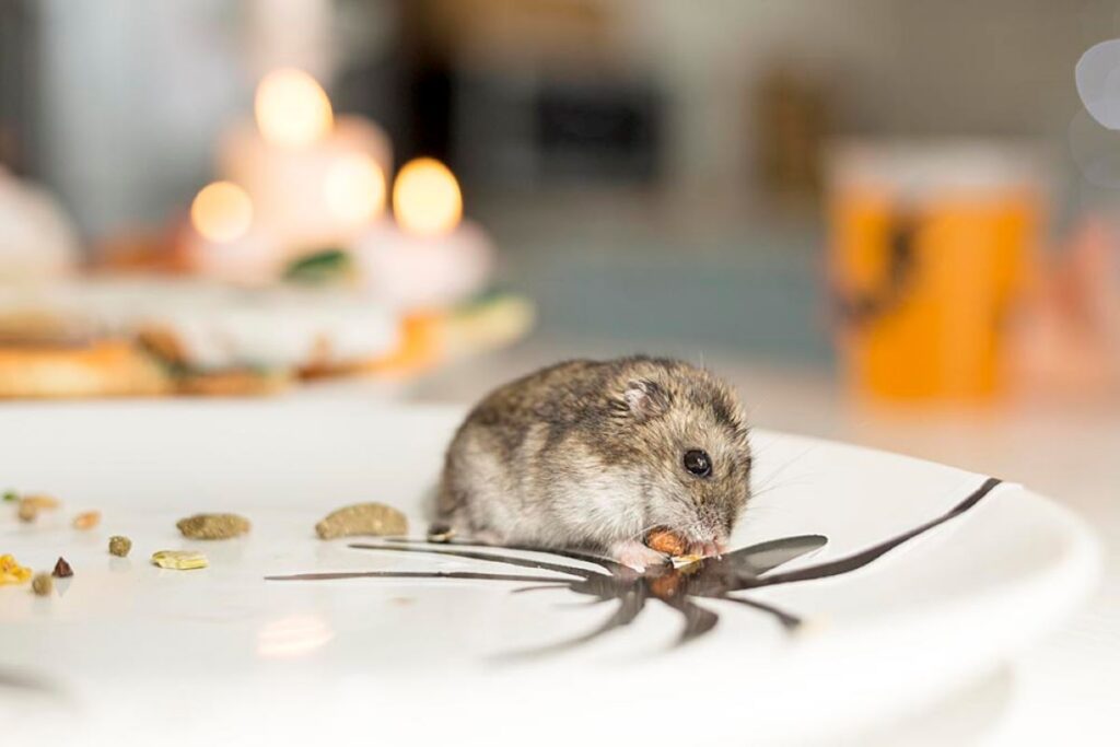 mouse control sydney