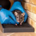 Top 10 Things Sydney Homeowners Protecting Their Properties From Pests Should Know About Mouse Control Sydney